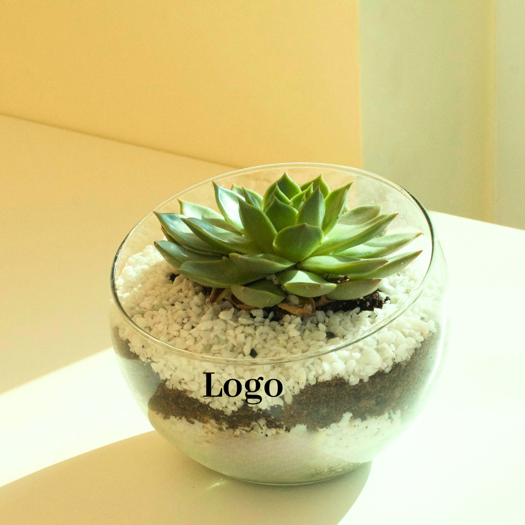 PLANT GIFT CORPORATE GIFT DUBAI